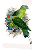 Prioniturus verticalis